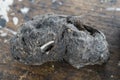 Pellet and droppings of a barn owl Royalty Free Stock Photo