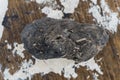 Pellet and droppings of a barn owl