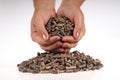 Pellets- biomass Royalty Free Stock Photo