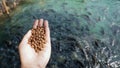 A Pile of brown Pellets feeds the fish on a female hand with blurred background of a large group of domestic fishes in the pond