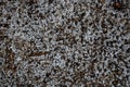 Pellets of Hail Accumulate On Forest Floor Royalty Free Stock Photo