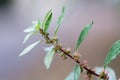 Pellitory-of-the-Wall (Parietaria judaica)