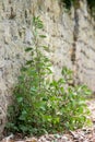 Pellitory-of-the-Wall (Parietaria judaica) plant
