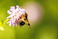 Pellucid Fly on a flower Royalty Free Stock Photo