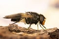 Pellucid Fly, Pellucid Hoverflies, Large Pied-hoverfly, Volucella pellucens
