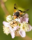 A pellucid fly Volucella pellucens on a flower