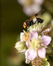 A pellucid fly Volucella pellucens on a flower