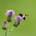 Pellucid fly (Volucella pellucens) hoverfly on a purple flower