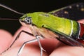 Pellucid hawk moth Royalty Free Stock Photo