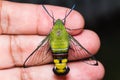 Pellucid hawk moth Royalty Free Stock Photo