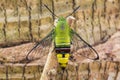 Pellucid hawk moth