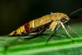 Pellucid hawk moth in close up view Royalty Free Stock Photo