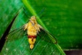 Pellucid hawk moth in close up view