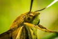Pellucid hawk moth in close up view