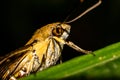 Pellucid hawk moth in close up view Royalty Free Stock Photo