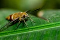 Pellucid hawk moth in close up view