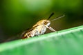 Pellucid hawk moth in close up view