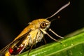 Pellucid hawk moth in close up view Royalty Free Stock Photo