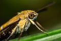 Pellucid hawk moth in close up view Royalty Free Stock Photo