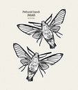 Pellucid hawk moth or coffee clearwing, is a moth of the family Sphingidae. hand draw sketch vector