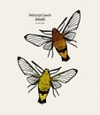 Pellucid hawk moth or coffee clearwing, is a moth of the family Sphingidae. hand draw sketch vector