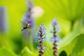 Pellucid hawk moth fly to flower