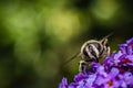 The pellucid hoverfly