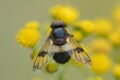 Pellucid Hoverfly foraging in the dunes