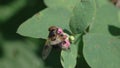 Pellucid Hoverfly Volucella pellucens. Hoverfly sits on a green leaf