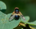 Pellucid Hoverfly Volucella pellucens. Hoverfly sits on a green leaf