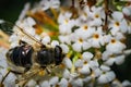 The pellucid hoverfly [Volucella pellucens