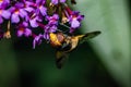 The pellucid hoverfly [Volucella pellucens