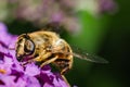 The pellucid hoverfly [Volucella pellucens