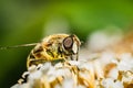 The pellucid hoverfly [Volucella pellucens