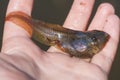 Pelobates fuscus juvenile individual in hand