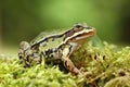 Pelophylax esculentus