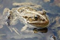 Pelophylax ridibundus closeup photo