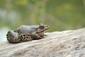 Eurasian Marsh Frog Royalty Free Stock Photo