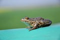 Eurasian Marsh Frog Royalty Free Stock Photo