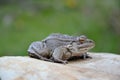 Eurasian Marsh Frog