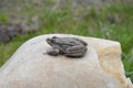 Eurasian Marsh Frog