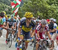 The Peloton on Alpe D'Huez