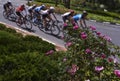 peloton of bike riders in a race Royalty Free Stock Photo