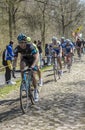 The Peloton in The Forest of Arenberg- Paris Roubaix 2015