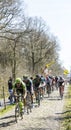 The Peloton in The Forest of Arenberg- Paris Roubaix 2015