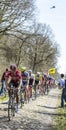 The Peloton in The Forest of Arenberg- Paris Roubaix 2015