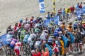 The Peloton on Mont Ventoux