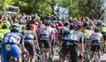 The Peloton on Mont Ventoux - Tour de France 2016 Royalty Free Stock Photo