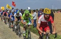 The Peloton- Paris Roubaix 2014 Royalty Free Stock Photo