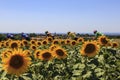 The Peloton and the Sunflowers - Le Tour de France 2022